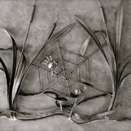 spider.jpg